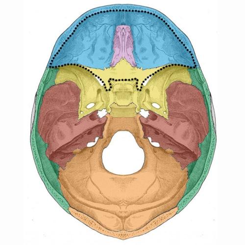 Skull Base Surgery